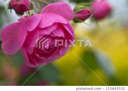 玫瑰園裡的玫瑰花 115643532