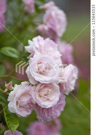 玫瑰園裡的玫瑰花 玫瑰園裡的玫瑰花 115643535