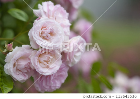 玫瑰園裡的玫瑰花 玫瑰園裡的玫瑰花 115643536