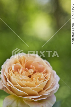Rose flowers in rose garden 115643547