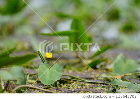 乾涸沼澤中的小黃蓮花 乾涸沼澤中的小黃蓮花 115643702