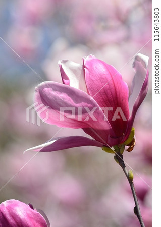 Nishiki magnolia flower Nishiki magnolia flower 115643803