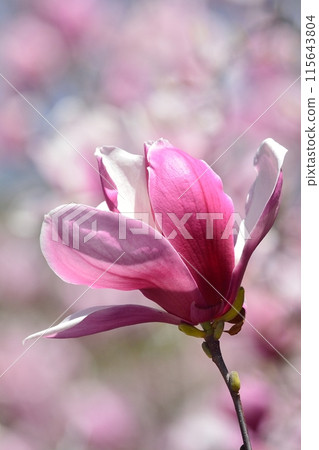 錦玉蘭花 錦玉蘭花 115643804