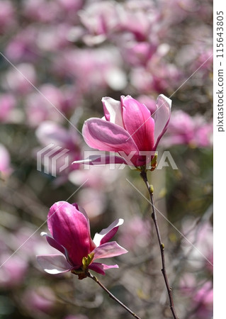 Nishiki magnolia flower 115643805