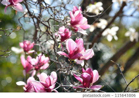 錦玉蘭花 115643806