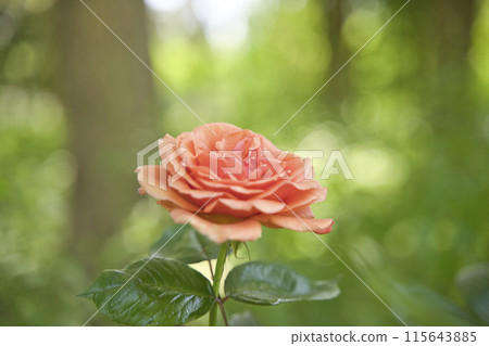 Rose flowers in rose garden Rose flowers in rose garden 115643885