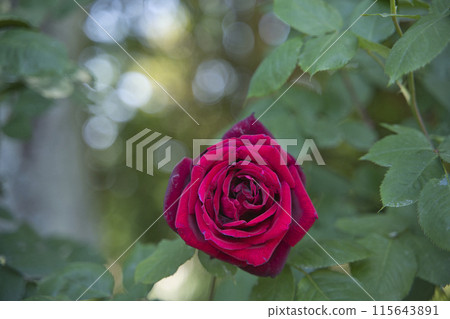 玫瑰園裡的玫瑰花 玫瑰園裡的玫瑰花 115643891