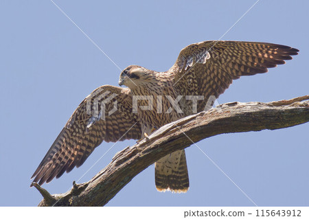 A young peregrine falcon spreading its wings on a tree branch after leaving the nest 115643912