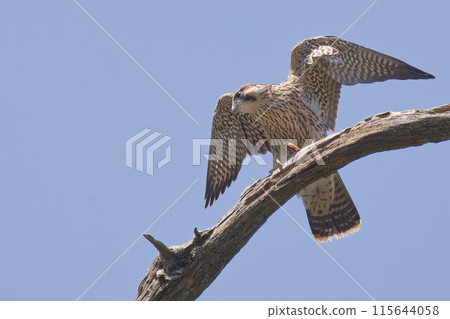 A young peregrine falcon leaves the nest and spreads its wings 115644058