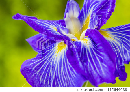 Iris Garden Iris Garden 115644088