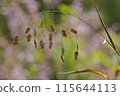 Chasmantium，一種耳朵扁平、下垂的草。 115644113