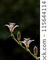 花樹「Hototogisu」因其花瓣上的斑點酷似鳥「Hototogisu」胸部的圖案而得名。 115644114