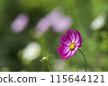 波斯菊又稱秋櫻花 115644121