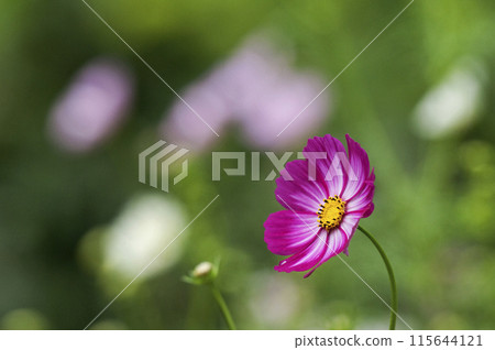 Cosmos, also known as autumn cherry blossoms Cosmos, also known as autumn cherry blossoms 115644121