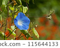 牽牛花又稱美國牽牛花，是旋花科一年生植物。 115644133