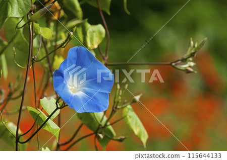 Morning glory, also known as American morning glory, is an annual plant of the Convolvulaceae family. 115644133