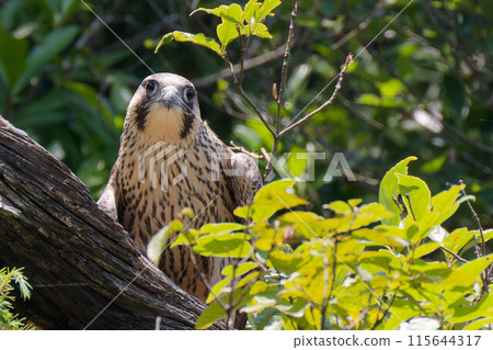 一隻年輕的遊隼偷看 115644317