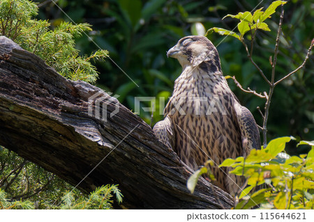 一隻年輕的遊隼在曬太陽時打瞌睡 一隻年輕的遊隼在曬太陽時打瞌睡 115644621