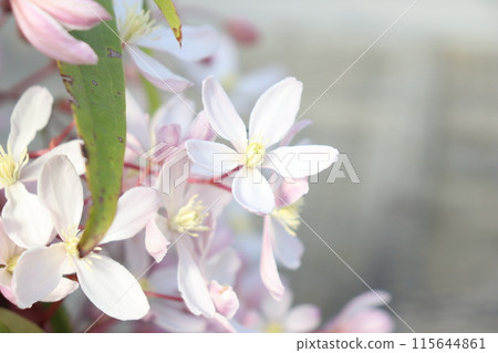 Evergreen Clematis armandii 'Apple Blossom' 115644861