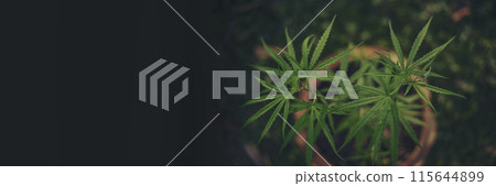 Banner Green weed Marijuana tree cannabis plant narcotic herbal in CBC greenhouse. Panorama Hemp leaf made cannabis crude oil medicine farm. CBC, THC herb agriculture Weed leaf Drug with copy space Banner Green weed Marijuana tree cannabis plant narcotic herbal in CBC greenhouse. Panorama Hemp leaf made cannabis crude oil medicine farm. CBC, THC herb agriculture Weed leaf Drug with copy space 115644899
