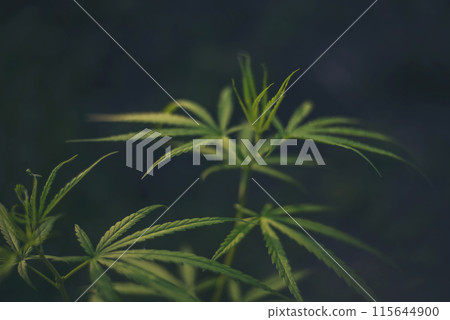 Green weed Marijuana Hemp leaf made cannabis crude oil medicine farm. CBC, THC herb agriculture Weed leaf Drug. Medicine cannabis plant herb CBC. Medicine sustainability concept Green weed Marijuana Hemp leaf made cannabis crude oil medicine farm. CBC, THC herb agriculture Weed leaf Drug. Medicine cannabis plant herb CBC. Medicine sustainability concept 115644900