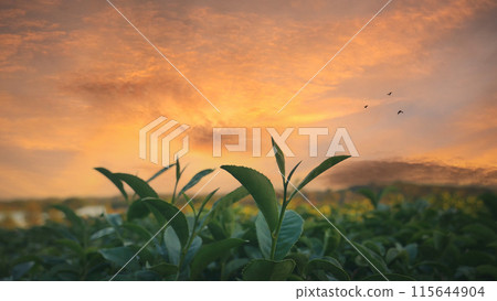 Green tea tree leaves field Fresh young tender bud herbal in farm on summer morning. Sunlight Green tea tree plant camellia sinensis in organic farm. Close up Tree tea plant green nature in morning Green tea tree leaves field Fresh young tender bud herbal in farm on summer morning. Sunlight Green tea tree plant camellia sinensis in organic farm. Close up Tree tea plant green nature in morning 115644904