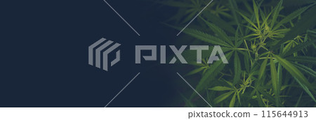 Banner Green weed Marijuana tree cannabis plant narcotic herbal in CBC greenhouse. Panorama Hemp leaf made cannabis crude oil medicine farm. CBC, THC herb agriculture Weed leaf Drug with copy space Banner Green weed Marijuana tree cannabis plant narcotic herbal in CBC greenhouse. Panorama Hemp leaf made cannabis crude oil medicine farm. CBC, THC herb agriculture Weed leaf Drug with copy space 115644913