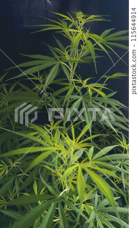 Vertical Green weed Marijuana tree cannabis plant narcotic herbal in CBC greenhouse. Hemp leaf made cannabis crude oil medicine farm. CBC, THC herb agriculture Weed leaf Drug. Sustainability concept 115644914