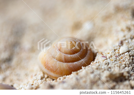 小笠原群島，南島，沙灘上沖上來的貝殼 115645261