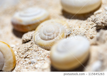 小笠原群島，南島，沙灘上沖上來的貝殼 115645263