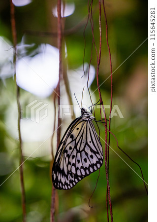 CloseUp of a Delicate Butterfly Resting on a Vine in the Serene Beauty of a Lush Garden CloseUp of a Delicate Butterfly Resting on a Vine in the Serene Beauty of a Lush Garden 115645281