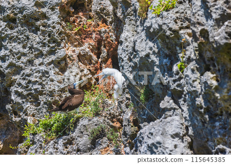 Ogasawara Islands, South Island, Gannet 115645385