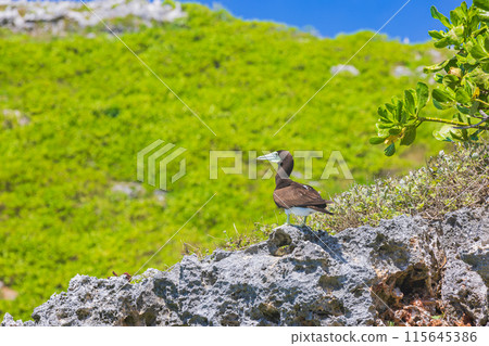 Ogasawara Islands, South Island, Gannet Ogasawara Islands, South Island, Gannet 115645386