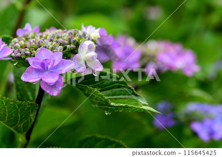 繡球花與雨滴 繡球花與雨滴 115645425