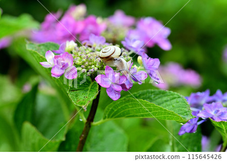 繡球花和蝸牛 繡球花和蝸牛 115645426