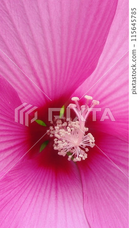 Pink Hibiscus Flowers Flowers (August) Hibiscus 07V9.16 115645785