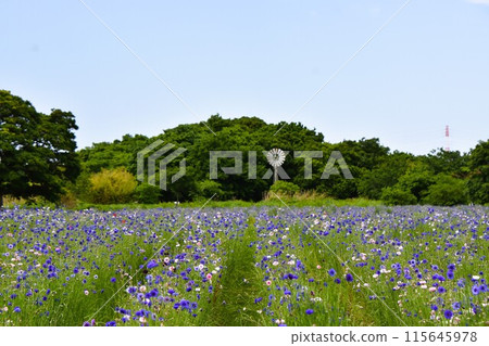 Early summer flower field: Cornflowers blooming on the riverbed Early summer flower field: Cornflowers blooming on the riverbed 115645978