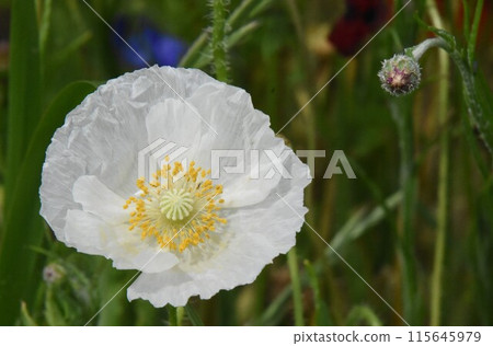 Early summer flower poppy up Early summer flower poppy up 115645979