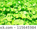 Overgrown butterbur 115645984