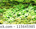 Overgrown butterbur 115645985
