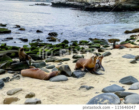 Wild California sea lions 115646047