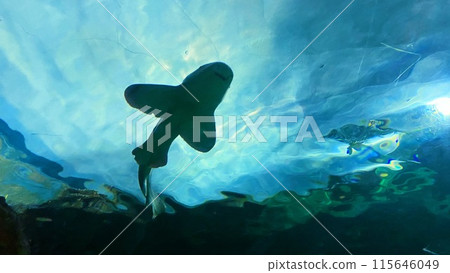 水族鯊魚在頭頂水箱游泳 115646049