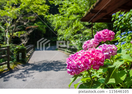 養老瀑布散步道沿途風景[岐阜縣養老町養老公園] 115646105