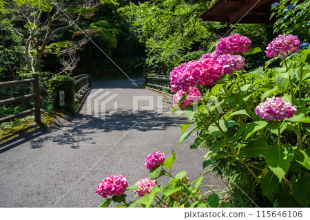 養老瀑布散步道沿途風景[岐阜縣養老町養老公園] 115646106