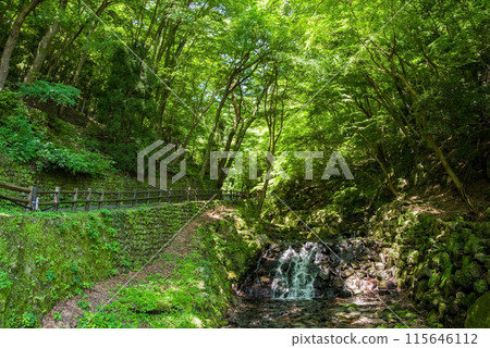 Valley scenery along the footpath to Yoro Falls (Yoro Park, Yoro Town, Gifu Prefecture) Valley scenery along the footpath to Yoro Falls (Yoro Park, Yoro Town, Gifu Prefecture) 115646112