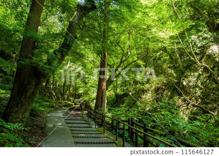 Valley scenery along the footpath to Yoro Falls (Yoro Park, Yoro Town, Gifu Prefecture) 115646127