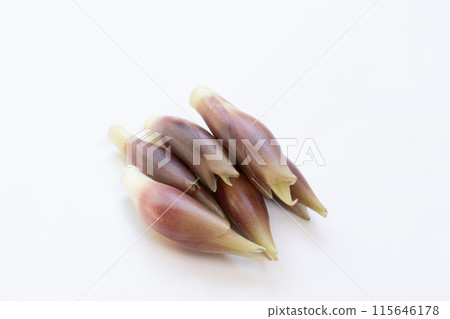 Myoga (myoga ginger) 115646178