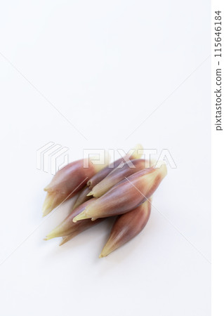 Myoga (myoga ginger) 115646184