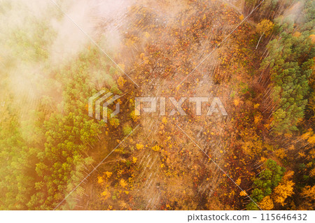Aerial view of a logging zone cuts through forest. Top view of bush fire and smoke in deforestation zone. Wild open fire destroys grass. Nature in danger. Ecological problem air pollution. Bird's eye 115646432