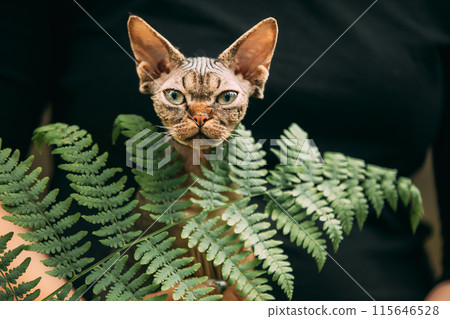 Devon Rex Cat With Dark Brown Tabby Fur Color. Cats Portrait With Fern Leaves. Cute Funny Curious Playful Beautiful Devon Rex Cat Looking At Camera. Green Eyes. Amazing Happy Pets 115646528
